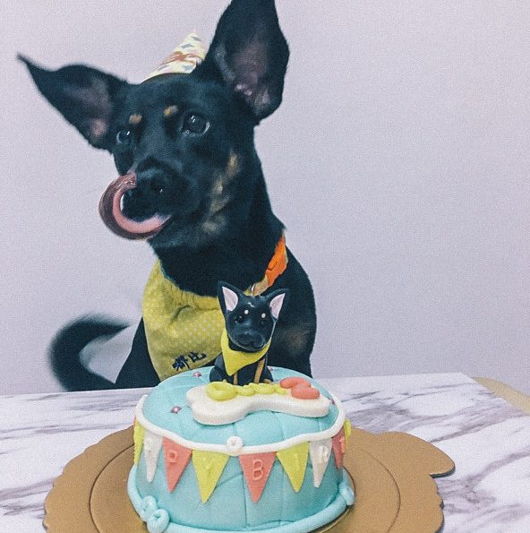 寵物生日蛋糕｜一年一次！給狗狗吃的超精緻翻糖造型生日蛋糕「吉快樂寵物蛋糕」