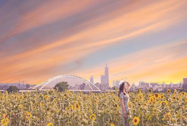 台北向日葵景點｜彩虹河濱公園向日葵2018：花期到十月，23萬株花海免跑向陽農場~彩虹河濱公園怎麼去