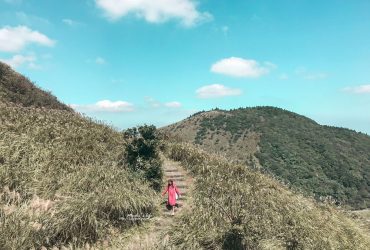 陽明山芒草2018｜七星山冷水坑步道：跟擎天崗不同的芒草步道❤(七星山怎麼去、七星山冷水坑公車、台北芒草)