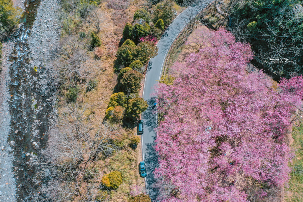 武陵櫻花季