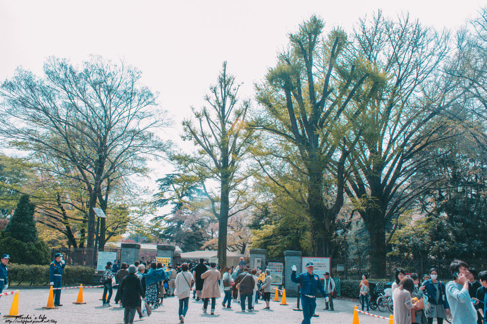 東京櫻花景點