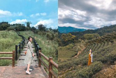 新北坪林私房景點｜南山寺仙公廟：銀河雲海櫻花環山步道~私房觀景台茶園