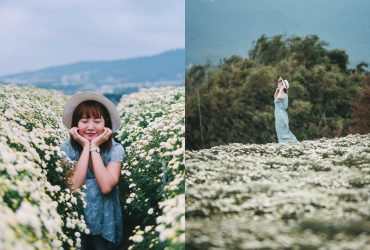 苗栗銅鑼杭菊2019｜雪白11月限定IG景點！九湖休閒農場最新杭菊花況&交通接駁怎麼去