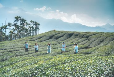 嘉義秘境IG景點｜梅山茶園：隱藏版！沒觀光客的真秘境，路上都是風景