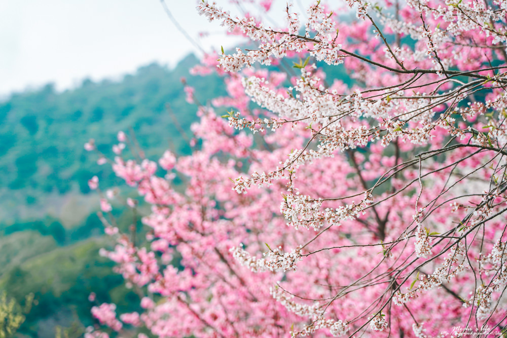 新竹櫻花景點