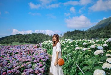 陽明山繡球花季｜大賞園繡球花田：小油坑當背景超仙！多間繡球花田心得，計程車費、花況、交通、IG美照分享