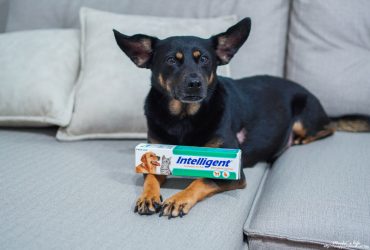 寵物牙膏推薦｜因特力淨寵物酵素牙膏：狗狗嘴巴臭牙結石怎麼辦？可以吃下去的狗狗專用牙膏