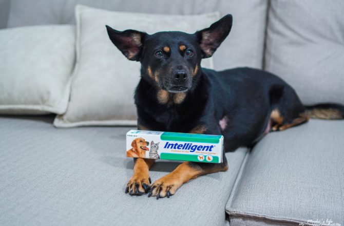 寵物牙膏推薦｜因特力淨寵物酵素牙膏：狗狗嘴巴臭牙結石怎麼辦？可以吃下去的狗狗專用牙膏