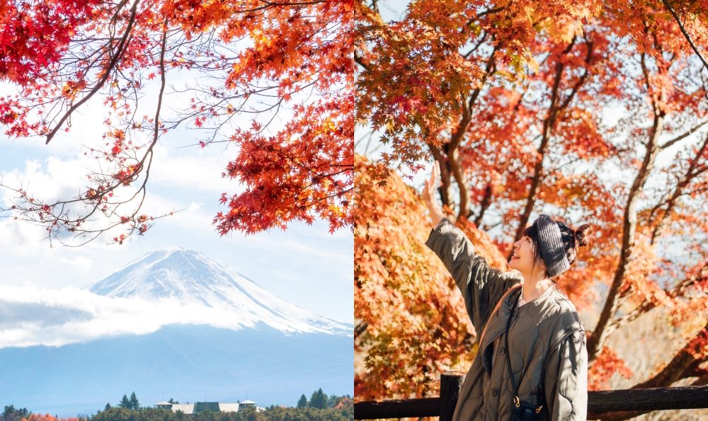 2024日本賞楓時間預測！富士山、東京、新潟楓葉+銀杏景點、攻略自由行