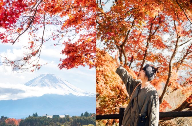 2024日本賞楓時間預測！富士山、東京、新潟楓葉+銀杏景點、攻略自由行