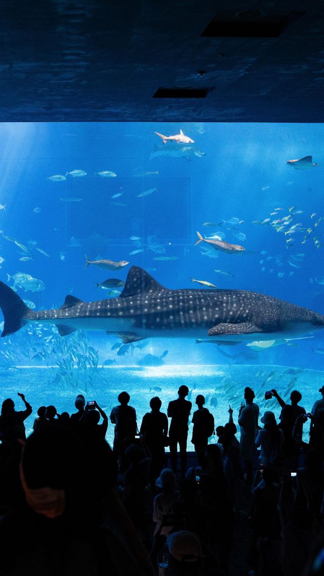 超震撼！
近距離看世界上最大的魚類
還可以跟鯨鯊、魟魚一起吃飯！

亞洲最大的水族館！
三大必看重點整理給你們

1️⃣鯨鯊餵食秀
垂直吃東西超震撼
每日共有兩個表演時段（15:00 / 17:00）

2️⃣Ocean Blue
可以跟鯨鯊、魟魚一起吃飯！
建議要早點來
因為人潮超多

3️⃣海豚表演
20分鐘表演超精彩！
而且是免費的～
一天有五個場次
（10:30 / 11:30 / 13:00 / 15:00 /17:00）

最後記得要買水族館限定的雪鹽汽水！
-
如果停留時間不夠
這幾個重點絕對要看啦～
快tag要去沖繩玩的朋友！
更多沖繩攻略可看我的YT長片
（YT🔍Irene麻糬）
-
📍沖繩美麗海水族館
沖繩縣國頭郡本部町字石川424番地
營業時間：8:30～18:30
門票：大人¥2180/高中生¥1440/中小學生¥710/未滿六歲 免費
------------
🔍 #麻糬玩沖繩 #麻糬出國趣 #麻糬玩日本
------------
*
*
#美麗海#美麗海水族館#沖縄美ら海水族館#黑潮之海#鯨鯊#本部町#海豚秀#沖繩北部#沖繩北部景點#沖繩景點#沖繩旅行#沖繩#日本#沖繩旅遊#沖繩旅行#沖繩觀光#沖繩自由行#Okinawa#Okinawatravel#OkinawaChuraumiAquarium