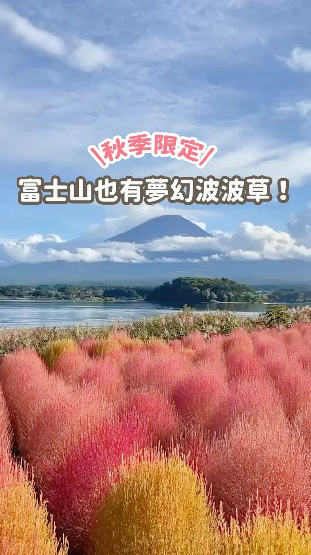 你知道波波草在富士山也能看到嗎？
💬留言「波波草」
傳更詳細的攻略給你
-
每年楓葉季前會先盛開（2024/10/01已經有紅了一些）
粉嫩超夢幻🩷

而我是11月下旬去的(2022/11/22已枯萎）
居然操灰搭了...
枯萎的咖啡色倒有點像栗子
你們覺得哪個好看呢？
-
快tag要去富士山玩的朋友來看看~~
PS：第一幕感謝糬來寶無私分享🫶
-
📍富士山 大石公園
山梨縣南都留郡富士河口湖町大石2525番地11
搭周遊巴士紅線就可到喔（河口湖自然生活館站）
波波草花期：10月中下旬～11月上旬
楓葉花期：10月上旬～11月中旬
------------
🔍 #麻糬玩東京 #麻糬出國趣
------------
*
*
#波波草#掃帚草#粉黛亂子草#富士回遊#日本#東京#東京景點#富士山#富士山🗻#河口湖#東京自助#東京旅遊#山梨旅行#山梨觀光#紅葉隧道#紅葉迴廊#大石公園#久保田一竹美術館#河口湖畔#楓葉#紅葉#Fujisan#Fujisan🗻#ふじさん#ふじさん🗻 #kawaguchiko#tokyo#popjapan