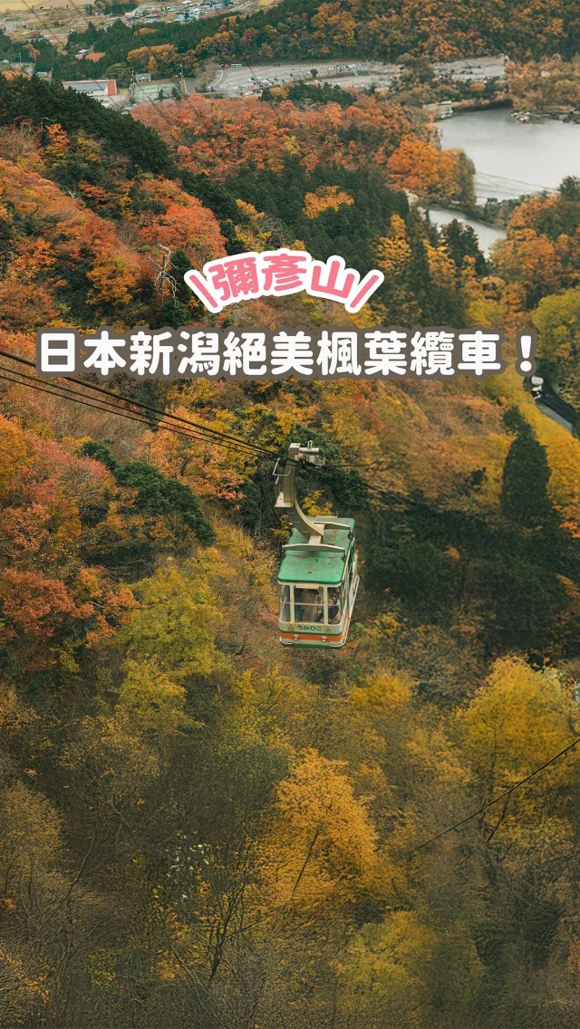 空中俯瞰滿山滿谷的紅葉樹海🍁
日本絕美的楓葉纜車！
五分鐘直達山頂
一次眺望山海絕佳景色

💬留言「楓葉纜車」
傳更詳細攻略連給你喔！
-
📍新潟彌彥山纜車
新潟県西蒲原郡弥彦村弥彦3606-1
來回門票¥1500

拍攝日期：2023/11/25

快分享給你想去日本賞楓的朋友吧🫶🏻
------------
🔍 #麻糬玩新潟 #麻糬出國趣 #麻糬玩日本
------------
*
*
#新潟紅葉#新潟観光#弥彦神社#新潟旅行#新潟の秋#彌彥神社#弥彦山#彌彥山#新潟#新潟旅行#新潟觀光#新潟景點#新潟自由行#紅葉季