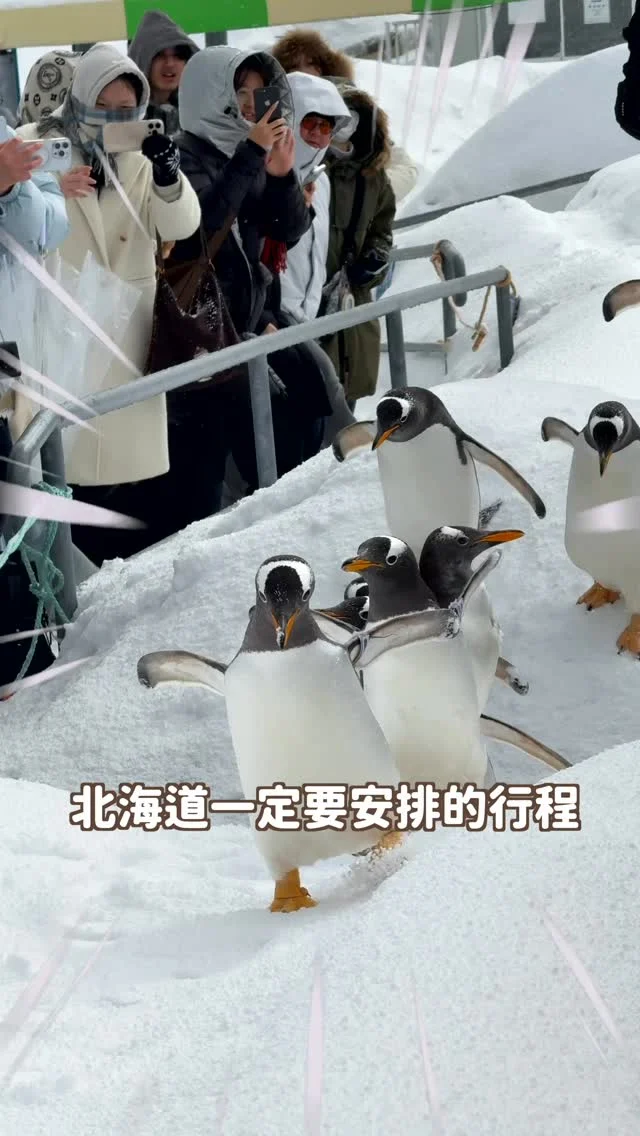北海道一定要安排的行程
絕對是來小樽看企鵝走路！！！
可愛到瘋掉耶～～～～

💬留言「企鵝」
傳給你小樽一日遊行程安排～
-
這邊雖然規模不大設備較舊
但是企鵝走路真的超推薦！！！
小小隻的很可愛（旭川的比較大隻）
而且也不用大老遠開車到旭川看🐧
PS：企鵝走路為冬季限定，出發前再確認官網資訊呦

📍小樽水族館
地址：北海道小樽市祝津3-303 
（JR小樽站搭乘北海道中央巴士10號水族館線或11號祝津線，水族館站下車即可）
營業時間：09:00-17:00 (一般時期)、09:00-16:00 (冬季期間)
門票：成人1,800日圓、6-15歲700日圓、3-5歲350日圓 
------------
🔍 #麻糬玩北海道 #麻糬出國趣 #麻糬玩日本 
------------
*
*
#小樽水族館#小樽#小樽運河#小樽一日遊#小樽旅行#小樽企鵝#北海道企鵝#北海道#北海道景點#北海道旅行#hokkaidotrip#hokkaido#otaru#otaruaquarium