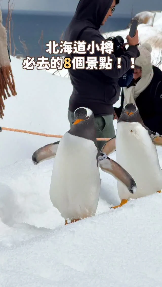 北海道小樽必去的8個景點！
先收藏起來 排行程更輕鬆❄️
💬留言「小樽」
傳更詳細的一日遊攻略給你～
-
1️⃣小樽運河
2️⃣堺町通商店街
3️⃣童話十字街口
4️⃣小樽音樂盒堂 本館
5️⃣小樽洋菓子舖觀景台
6️⃣小樽水族館
7️⃣天狗山
8️⃣住吉神社

快tag你正在苦惱安排行程的朋友吧😎
-
更多北海道攻略
YT🔍「Irene麻糬」就有啦
💬或是留言「小樽」
就傳連結給你喔~
------------
🔍 #麻糬玩北海道 #麻糬出國趣 #麻糬玩日本 
------------
*
*
#小樽水族館#小樽#小樽運河#小樽一日遊#小樽旅行#小樽企鵝#北海道企鵝#北海道#北海道景點#北海道旅行#天狗山#住吉神社#堺町通商店街#小樽洋菓子舖#hokkaidotrip#hokkaido#otaru#otaruaquarium