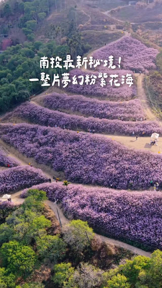 南投最新紫色秘境💜
居然有比櫻花還浪漫的花💞
是超夢幻的麝香木花！
一整片粉紫色花海 真的有夠好拍～
整個山頭染上粉紫色 十分壯觀

🫶🏻以下分享當天心得
1️⃣車子停在路邊即可（免停車費）
建議早點到 才不會停太遠

2️⃣園區為山坡地
佔地很大 整個山頭都是
一進門真的有被驚艷到
一層一層的粉紫花海
怎麼拍都好拍
如果長輩行動較不方便
有免費拐杖可以借用

3️⃣園區很大～很好拍！
如果人很多的話，稍微避開一下人潮
也可以輕鬆跟花合照喔

📍九尖茶廠
地址：南投縣國姓鄉南港村長石巷27-2號
門票：$50

花期預計至3/20
快tag朋友 連假去賞花！

拍攝日期：2026/02/23
謝謝 @maurice.lee_ 飛空拍😘
------------
🔍 #麻糬玩南投
------------
*
* 
#南投景點#南投#麝香木花#麝香木花海#南投秘境#九尖茶廠#nanton
#DJI#空拍#djimini5pro#空拍台灣