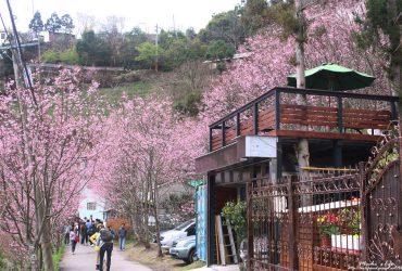 桃園復興櫻花秘境 ▌「中巴陵櫻木花道」：免收費的賞櫻秘境! 無人的浪漫粉紅櫻花隧道 拉拉山追粉櫻2016/02/28花況(櫻木花道客運)